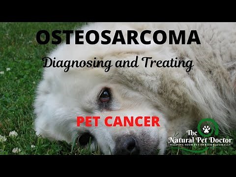 Diagnosing and Treating Osteosarcoma Holistically in Pets with The Natural Pet Doctor