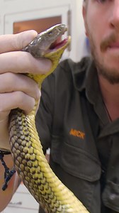1M views · 10K reactions | 1 droplet of this snake's venom could kill 88 people  #shorts #untamed #snakes | Untamed | Facebook