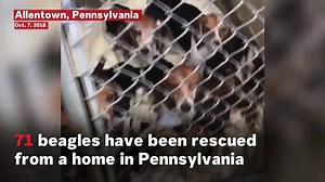 71 Beagles Rescued From Tiny Home In Pennsylvania