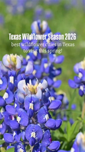 Texas Wildflower Season 2026 is officially starting! 🌼🌿 The famous Texas Bluebonnet “Blue Wave” is just weeks away, and blooms will soon cover highways, hills, and prairies across Texas. From North Texas to the Hill Country and Big Bend, these are the best wildflower cities in Texas to visit this spring! 🚗🌸 📍 Best Bluebonnet & Wildflower Cities in Texas 🌼 Ennis – Official Bluebonnet Trails with 40 miles of scenic drives (Peak April) 🌼 Brenham & Chappell Hill – Rolling hills filled with bl