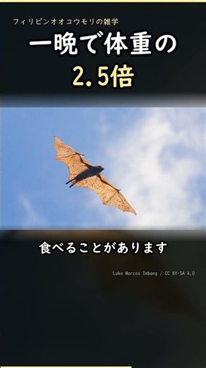 翼が170センチ。フィリピンオオコウモリが規格外すぎる