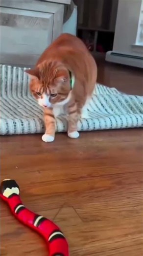 😹 Cats’ Funniest Reactions Ever | Cat Videos 🐱 #funnycats #catvideos #funnypets #catlovers