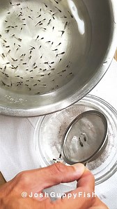 64K views · 829 reactions | Every so often, I carefully observe and separate the guppies by size for breeding. This ensures that each fish has enough space and resources to grow. During this process, I eliminate fish with physical defects or poor health, while keeping those with superior traits. This selection not only improves the overall quality of the strain but also helps me gradually breed offspring with better aesthetic value. #Aquarium #Guppy | Joshguppyfish 喬的孔雀魚 | Facebook