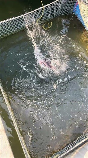 Daily Fish Farm Life in 20 Seconds! #shorts