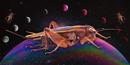 Cricket Symbolism & Spiritual Meanings Of Seeing Crickets