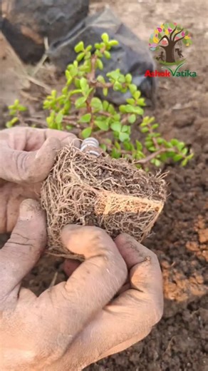 Plant not growing properly? 🌿 One common reason is root-bound roots. When roots have no space, growth stops. In this reel, I show how to check the roots and repot the plant the right way. Healthy roots lead to healthy plants! 🌱 . . . . #bonsai #bonsaitips #bonsaiworld #bonsaitree #gardening #jardin #jardineria #plantscaretips #gardening #viral #viralreels #trendingnow #bonsaicollection #jadebonsai #reelitfeelit #trendingreel | Ashok Vatika Research Centre