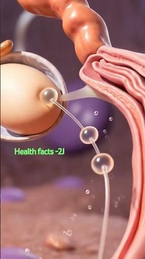 How Life Begins|Humans fertilization Explained in 3D #fertilization#humanfertilization#howlifebegins