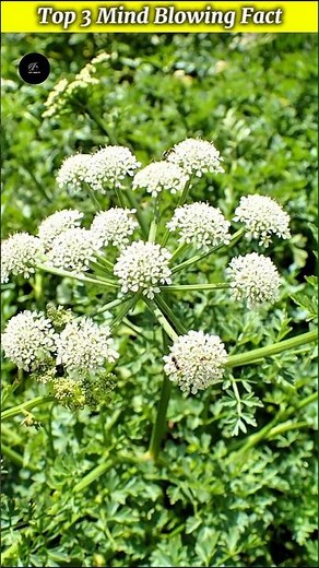 Top 3 Mind Blowing Fact #shorts