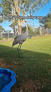⏰️5pm - Betty time⏰️ Betty at 5pm: "Time to dance, be violent, and have a good time" Betty at 5:10pm: Goes back in her pool like nothing happened. 😅💙 #smwildlife | SM Wildlife