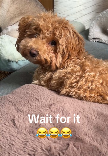 Dogs are brutal 😂 ignored only if food involved ✌🏽🐾 #cavapoochon #dogs #dogtok #funny #reality