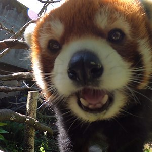 2.3M views · 409K reactions | Happy Birthday Moshu! The King of Crunch is 11 years old  | Oregon Zoo | Facebook