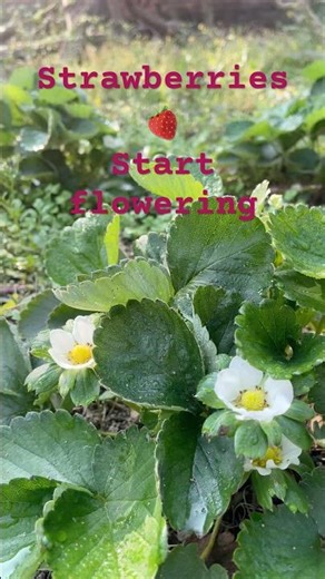 Strawberries 🍓 #stroberry #fruitplant