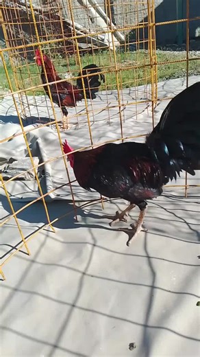 Hacienda Guzmán. on TikTok