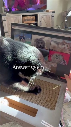 The cutest cat scratch laptop ever for your corporate cat