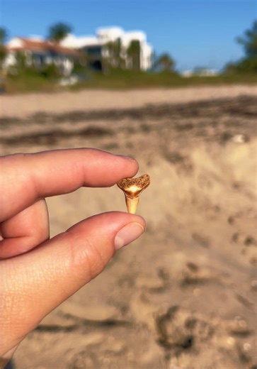 Exploring Seashells and Seaglass: Join the Shelling Adventure