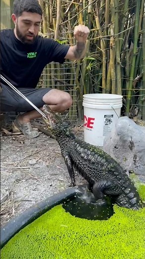 Dwarf Caiman Training & Duckweed Introduction #reptiles