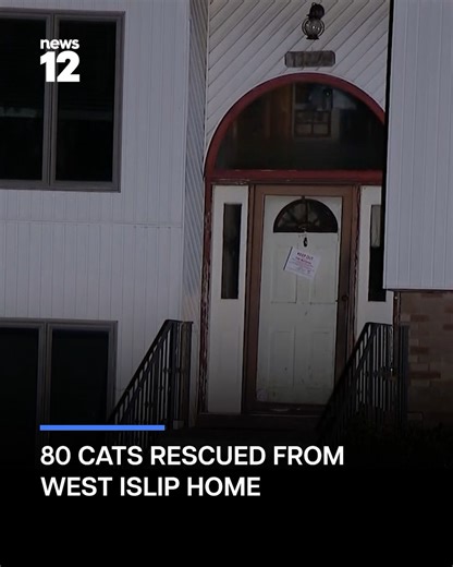 CAT HOARDING: More cats could still be inside a West Islip home after 80 were already rescued during an operation into alleged animal hoarding led by the Suffolk County SPCA. �- https://bit.ly/45ndwoX | News 12 Long Island