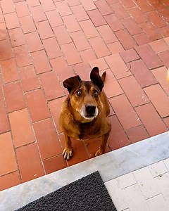 A hilarious compilation of dogs' funny moments!😂 | Viral Stories