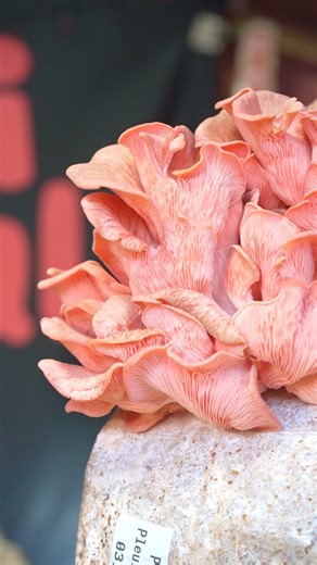 Discover the Best Christmas Gifts at the Exeter Cathedral Christmas Market 🎄 One of the loveliest parts of Christmas shopping at the market is finding gifts that feel truly unique. These are the gifts that surprise, spark conversations and feel special to give. If you are searching for the perfect present, visit the market before it closes at 9pm on 19th December! | Exeter Cathedral Christmas Market