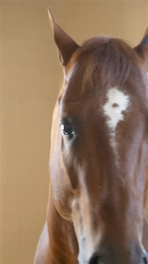 17K views · 772 reactions | Yesterday was absolutely amazing 凉 thanks to everyone who took the time to say hi and check out our stallions. It made our entire year ♥️ #highpoint #stallions #barrelracer #turnpikerswagon #feeltheflo #heirtotheflo | Fallon Taylor | Facebook