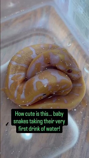How cute are these baby Ball Pythons having their first drinks of water😍🐍