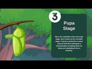 The Life Cycle of a Butterfly | Metamorphosis Explained