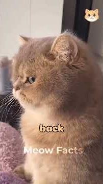What Does Your Cat Really Think When You Leave Home? 😿💔 #cats #cat #pets #catcare