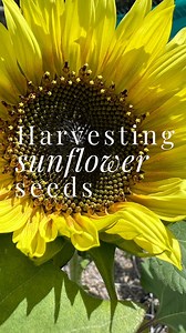 13K views · 79 reactions | Turn one sunflower into thousands! ...