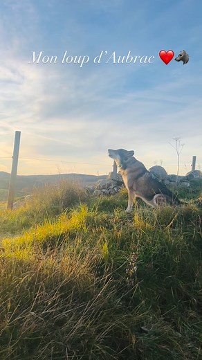 866 reactions · 51 shares | L'ANNEXE D'AUBRAC on Reels | Facebook