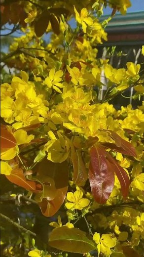 Morning Apricot Blossoms – Relaxing Piano Music| Slow Natural