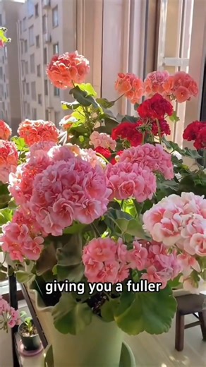 53K views · 786 reactions | Proper pruning makes geranium bloom | Ramos Mark | Facebook