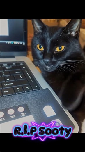 Sooty: My Black Cat Who Lived to ~23 Years – Keyboard Nap Queen 🖤💻 #cat #shorts