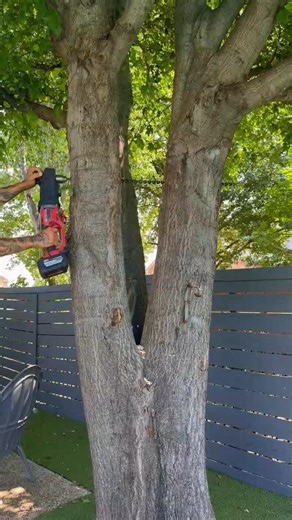 This comes with tree work 🌳🌳🌳 #squirrel #treeservice #trees #woodworking #wood | Janny Tree
