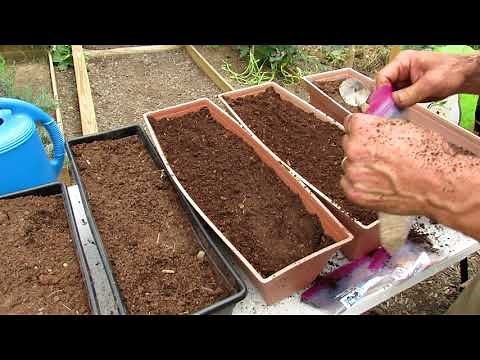 Planting Fall Garden Flower Boxes for 5 Kinds of Salad Greens & Radishes: All The Steps!