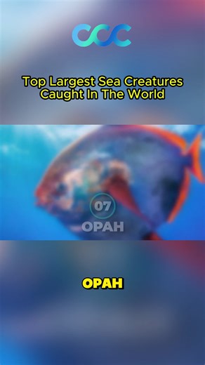 The Opah, also known as the moonfish, is one of the most fascinating discoveries in the ocean 🌊 It’s the only known warm-blooded fish, allowing it to swim faster, see better, and survive in deep, cold waters where most fish cannot. This video explores Opah fish facts, how warm-blooded fish work, where Opah are found, and why scientists consider it one of the most important marine discoveries in recent years. If you enjoy ocean facts, rare fish, marine biology, and mind-blowing nature discoverie