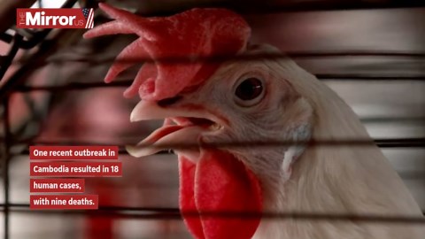 Bird Flu Mutation Rate Surges, Sparking Global Worries