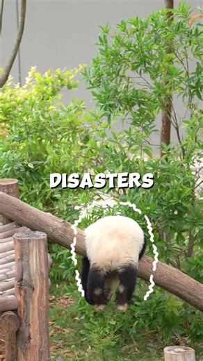 Panda's are Accidentally Designed to Be Clumsy 🐼 #reelsviralシ #animals #panda | CritterShock