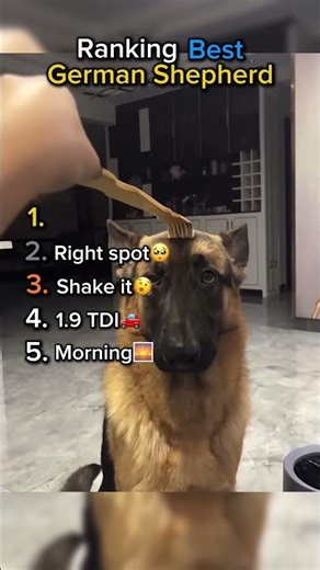 Ranking Best German Shepherd