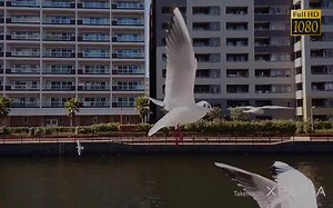 索尼 XZ2 Premium 960fps 1080P 超级 慢动作 Super slow motion in Full HD