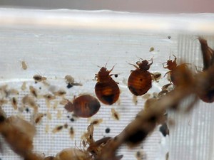 Baltimore Tops Bed Bug-Infested Cities List