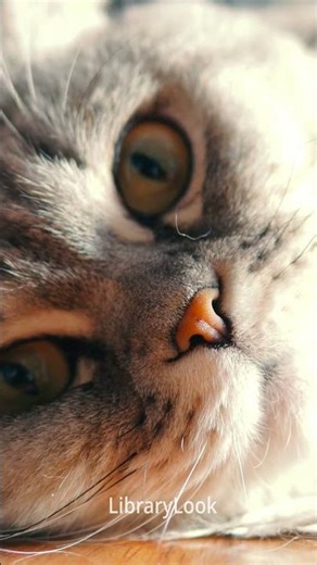 Shorts: Scottish Fold (TV series Catz & Dogz)