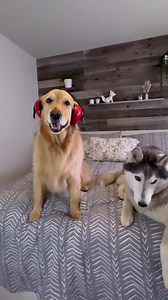 12 reactions | A golden solution!  Adorable @nico.jackson.zoey #fetchbythedodo #fetchpet #fetch #fetchpetinsurance | Fetch Pet Insurance | Facebook