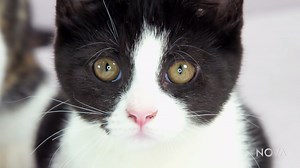 Learn about the genetic and fossil evidence that trace the origins of domestic house cats to a subspecies of wildcats, in this video from NOVA: Cat Tales. More on PBS LearningMedia: https://bit.ly/2QObGKk | NOVA Education | Facebook