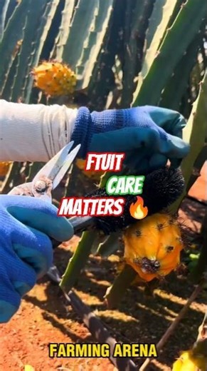How to do Dragon fruit care after being fruits | #farmingarena #Shorts