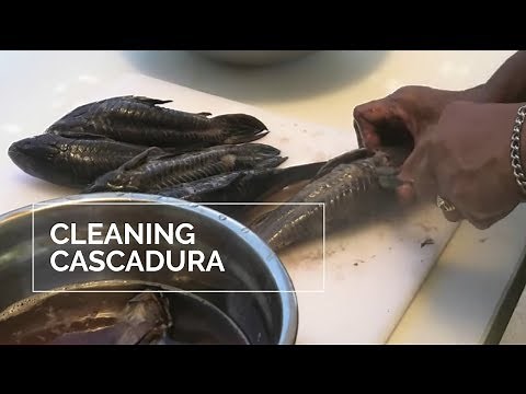 CLEANING CASCADURA FISH- CLEANING HASSAR