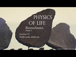 Lecture 26. Hydrostatic skeletons