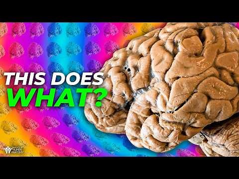 Why Scientists Are Studying LSD Again