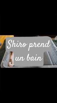 🐍 Shiro, Python Régius Piebald Yellow Belly, 6 mois, a fait une mauvaise mue #serpent #python #snake