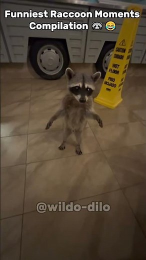 Funniest Raccoon Moments Compilation 🦝😂