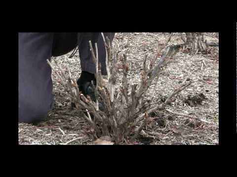 How to Prune Tree Peonies in Late Winter Video